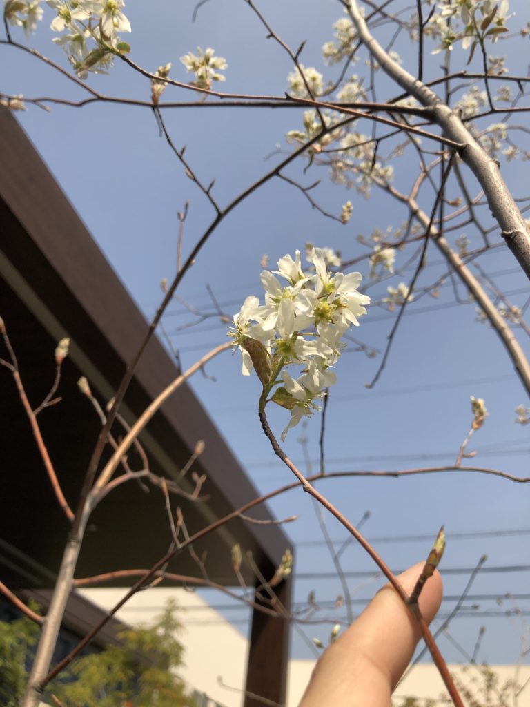 ジューンベリーの花が咲きました 名古屋近郊の外構 エクステリアなら株式会社日出山にお任せください